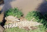 36 Smaa krokkodiller ved the Johnstone River Crocodile Farm, Innisfail - 300499
